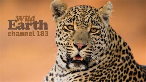 The full safaris can once again be viewed on YouTube from Friday, April 29th 2022. . Wild earth safari live youtube
